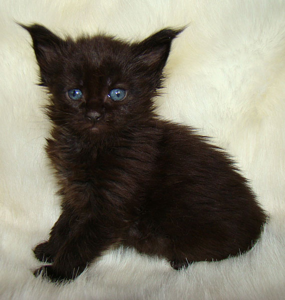     Catsvill County!   !    !       !!!    Catsvill County +7-926-544-74-09     .   ,   ,   ,    ,   ,  ,     ,   -,    ,   !